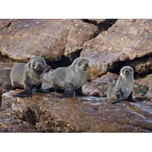 Cape Fur Seal (South African Fur Seal) (Arctocephalus Pusillus) Pups 