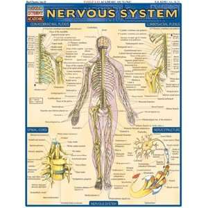  Nervous System, Laminated Giude, sold by 100 Health 