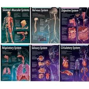  Nervous System Chart Toys & Games