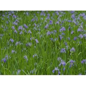  Beautiful Picture of Irises in Bloom at the Ohta Shrine 