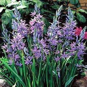  Indian Blue Hyacinth 4 Bulbs Patio, Lawn & Garden