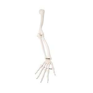  Arm Skeleton Model