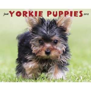  Yorkie Puppies 2012 Wall Calendar
