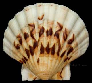 Pecten maximus 101.4mm STUNNING PRECIOUS France Seashell  