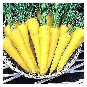  Solar Yellow Carrot 150 Seeds   NEW   Veggie Patio, Lawn 