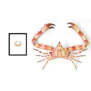  Framed Philippines Longimanus Crab