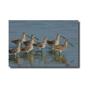  Flock Of Shortbilled Dowitchers Giclee Print