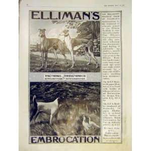  Advert Ellimans Royal Animals Dog Hound Old Print 1913 