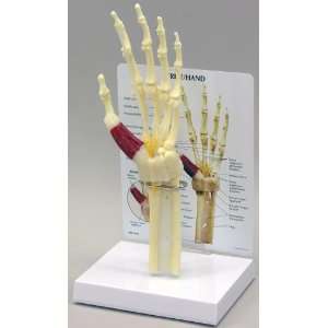 Hand & Wrist Bone Joint Anatomical Model  Industrial 