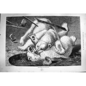  1877 Fight Between Polars Bear Wild Animals Fine Art
