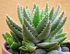 Aloe brevifolia exotic blue color succulent vera cacti 
