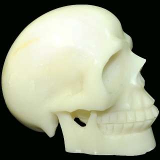White Coral SKULL 5 Skeleton Sculpture Carving  