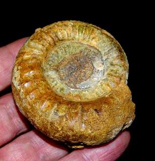 Poland, Wysoka, Jurassic, Callovian. Dimensions ammonite 6cm