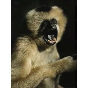  Portrait of a Female White Cheeked Gibbon with Her Mouth 