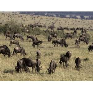  Wildebeeste Herd Feeding on a Vast Savannah Plain During Migration 