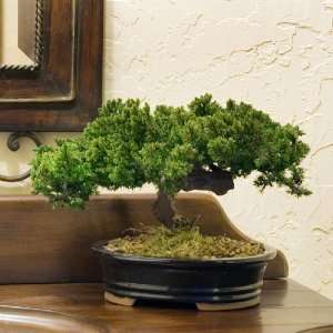 Monterey Bonsai   Single, Plants and Decor  Grocery 