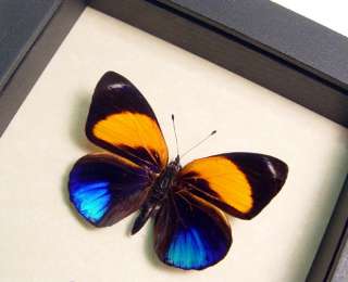 RARE METALLIC BLUE ORANGE TROPICAL REAL BUTTERFLY 393  