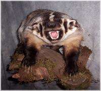 BADGER WILL BE MOUNTED, OPEN MOUTH, AND MOUNTED ON A WISCONSIN BADGER 