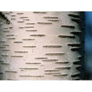  A Close View of White Birch Bark National Geographic 