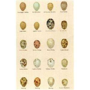 Seebohm Eggs Small Pl.52 Poster Print 