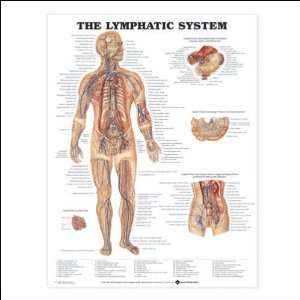  The Lymphatic System Anatomical Chart 20 X 26 Health 