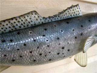 XL Big Speckled Trout Fish mount replica for sale 6lb+  