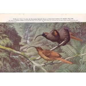  1950 DAlbertis Bird of Paradise Short Tailed Sicklebill 