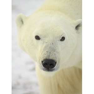 Polar Bear (Thalarctos Maritimus), Churchill, Manitoba, Canada, North 