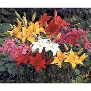  Asiatic Lily 8 Bulbs Collection Patio, Lawn & Garden