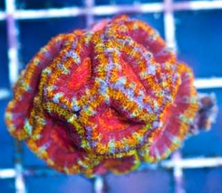 AAF* LE Live Coral Ultra Grade Rainbow Acan Aussie Lord  