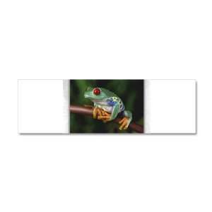  42 x 14 Wall Vinyl Sticker Red Eyed Tree Frog Everything 