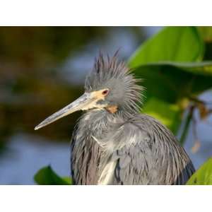 Tricolored Heron Sitting in Pickerell Weed, Wakodahatchee Wetlands 