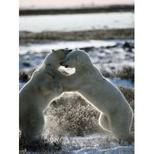  Polar Bears Fighting {Ursus Maritimus} Hudson Bay, Canada 