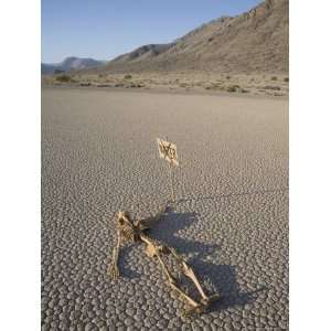 The Racetrack Point, Death Valley National Park, California, USA 