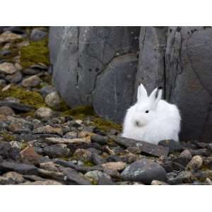  Snow Hare, Lepus Americanus, Churchill, Manitoba, Canada 