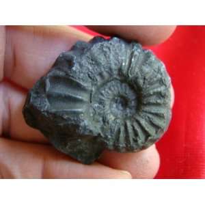  S8309 Black Ammonite Fossil Double Sided Healing 