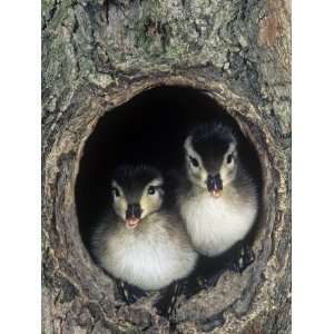  Two Wood Duck Young Peering from their Nest Hole in a Tree 