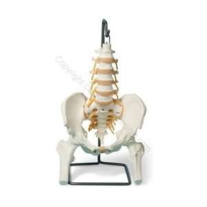 Basic Lumbar/Pelvic Skeleton Model (Made in USA)  