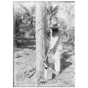  Tapping Rubber Tree with machete (Old Way)