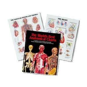 The Worlds Best Anatomical Charts  Industrial & Scientific