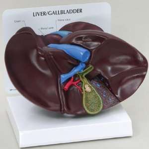    Liver Gallbladder Anatomical Model Industrial & Scientific