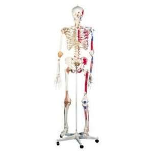  Full Body Life Size 511 Skeleton Anatomy Model Mannequin 