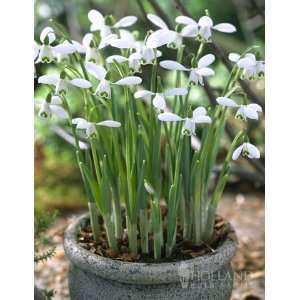  Snowdrops Galanthus   25 bulbs Patio, Lawn & Garden