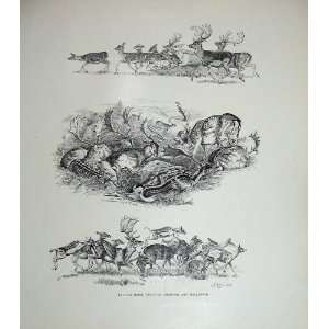  1906 Mammals Fallow Deer Drawings Nature Millais