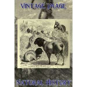   Print Vintage Natural History Image Black Headed Sheep