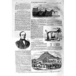  1857 ANGORA GOAT WAHLBERG FRENCH CONSUL MOROCCO RABAT 