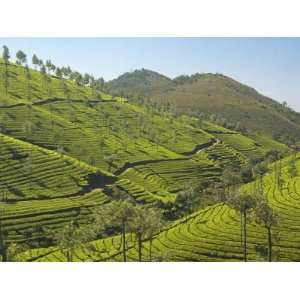  Tea Plantations Dotted with Silver Oak Trees Covering the 