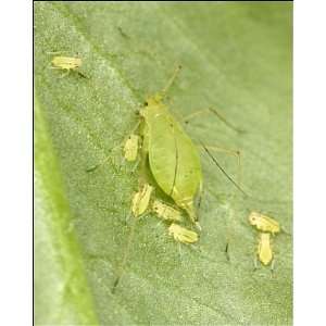  Peach Potato Aphid / Common Greenfly   Mother with young 