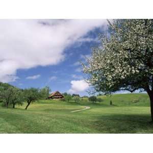 Traditional Farmhouse and Apple Tree in Blossom, Unteraegeri 