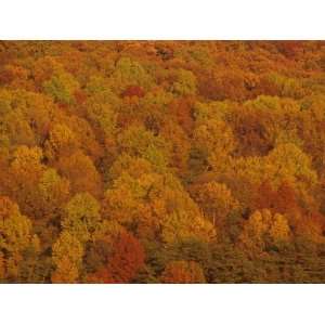  Scenic Overview of Trees in Fall Color, Virginia Stretched 